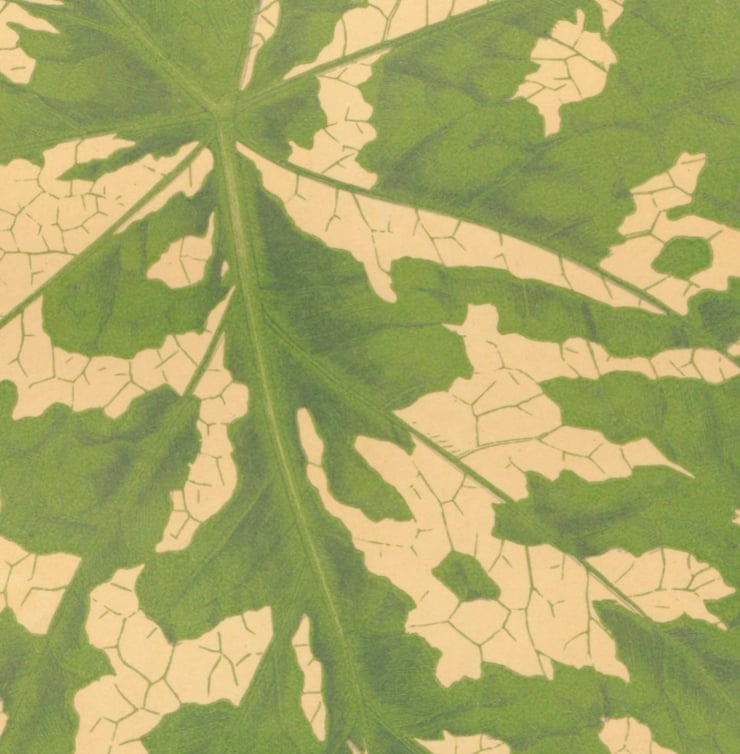 Caladium Pictum XLIII Poster Caladium Pictum XLIII Poster